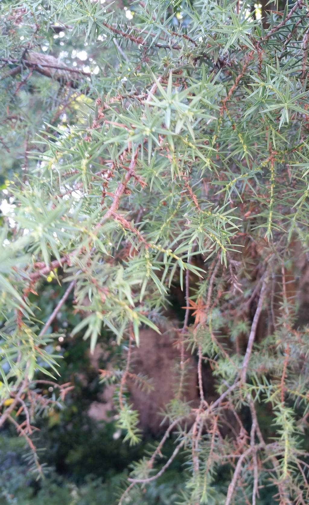 Juniperus cfr. deltoides